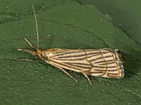 Chrysocrambus craterella 2, Saxifraga-Zoran-Bozovic