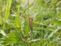 Chrysoteuchia culmella 11, Gewone grasmot, Saxifraga-Peter Meininger