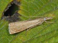 Chrysoteuchia culmella #08072 : Chrysoteuchia culmella