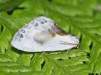 Cilix glaucata 4, Witte eenstaart, Saxifraga-Foto Fitis-Adriaan Dijksen