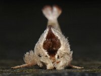 Clostera curtula 2, Bruine wapendrager, Saxifraga-Ab H Baas