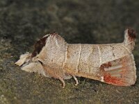 Clostera curtula 4, Bruine wapendrager, Saxifraga-Ab H Baas
