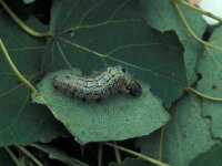 Clostera curtula 6, Bruine wapendrager, Vlinderstichting-Nely Honig