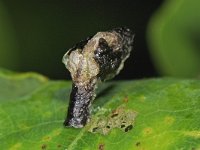 Coleophora kuehnella 1, Blaasjes-pistoolkokermot, larva, Saxifraga-Ab H Baas