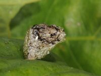 Coleophora kuehnella 3, Blaasjes-pistoolkokermot, larva, Saxifraga-Ab H Baas