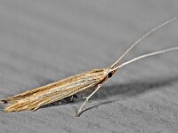 Coleophora lineolea