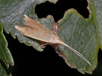 Coleophora sp 2, Saxifraga-Ab H Baas