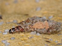 Proutia betulina 02, Sierlijke zakdrager, AHB  Sierlijke zakdrager, Proutia betulina  Hardenberg op 25 mei 2010