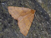 Colotois pennaria 8, Gepluimde spanner, Saxifraga-Ab H Baas