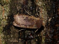Conistra erythrocephala 3, Roodkopwinteruil, Saxifraga-Joep Steur