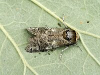 Cossus cossus 1, Wilgenhoutvlinder, Saxifraga-Marijke Verhagen