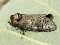 Cossus cossus 2, Wilgenhoutvlinder, Saxifraga-Marijke Verhagen