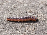 Wilgenhoutrups, Goat Moth, Cossus cossus : Fauna, Insect, Lepidoptera, Ongewervelde, Rups, nachtvlinder