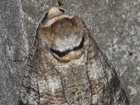 Cossus cossus 7, Wilgenhoutvlinder, Saxifraga-Foto Fitis-Adriaan Dijksen