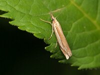 Crambus pascuella 3, Gewone zilverstreepgrasmot, Saxifraga-Tom Heijnen