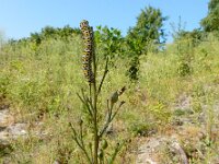 Cucullia verbasci 2, Kuifvlinder, Saxifraga-Ed Stikvoort