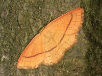 Cyclophora linearia, Clay Triple-lines