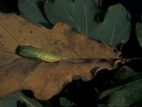 Cyclophora punctaria 2, Gestippelde oogspanner, Vlinderstichting-Nely Honig