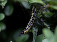 Cydalima perspectalis 28, Buxusmot, Saxifraga-Luc Hoogenstein : buxusmot, rups