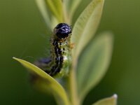 Cydalima perspectalis 30, Buxusmot, Saxifraga-Luc Hoogenstein : buxusmot, rups