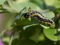 Cydalima perspectalis 32, Buxusmot, Saxifraga-Luc Hoogenstein : buxusmot, rups