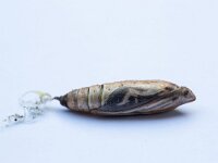 Cydalima perspectalis 34, Buxusmot, Saxifraga-Luc Hoogenstein