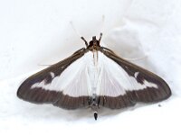 Cydalima perspectalis 35, Buxusmot, Saxifraga-Luc Hoogenstein