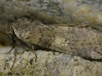 Cymatophorina diluta 2, Eiken-orvlinder, Saxifraga-Rutger Barendse