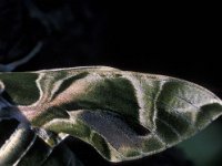 Daphnis nerii 6, Oleanderpijlstaart, Vlinderstichting-Nely Honig