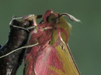 Deilephila elpenor 3, Groot avondrood, Vlinderstichting-Nely Honig