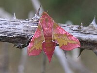 Deilephila porcellus 16, Klein avondrood, Saxifraga-Peter Meininger