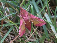 Deilephila porcellus 17, Klein avondrood, Saxifraga-Peter Meininger