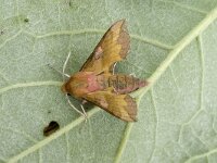 Deilephila porcellus 3, Klein avondrood, Saxifraga-Marijke Verhagen