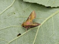 Deilephila porcellus 6, Klein avondrood, Saxifraga-Marijke Verhagen