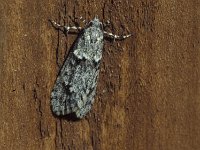 Diurnea fagella 1, Voorjaarskortvleugelmot, Vlinderstichting-Nely Honig