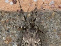 Diurnea fagella 01, Voorjaarskortvleugelmot, female, AHB  Diurnea fagella, Voorjaarskortvleugelmot; female Hardenberg-Heemse op 3 april 2018 Validatie Luc Knijnsberg Zie: https://waarneming.nl/waarneming/view/150297871