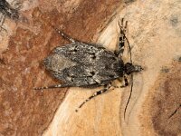 Diurnea fagella 02, Voorjaarskortvleugelmot, female, AHB  Diurnea fagella, Voorjaarskortvleugelmot; female Hardenberg-Heemse op 3 april 2018 Validatie Luc Knijnsberg Zie: https://waarneming.nl/waarneming/view/150297871