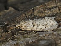 Diurnea fagella 2, Voorjaarskortvleugelmot, Saxifraga-Ab H Baas