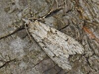 Diurnea fagella 3, Voorjaarskortvleugelmot, Saxifraga-Ab H Baas