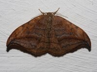 Drepana curvatula 3, Bruine eenstaart, Saxifraga-Rutger Barendse