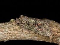 Dryobotodes eremita 11, Eikenuiltje, Saxifraga-Luc Hoogenstein