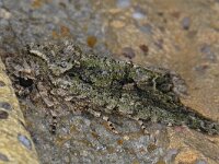 Dryobotodes eremita 3, Eikenuiltje, Saxifraga-Ab H Baas