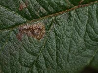 Ectoedemia atricollis 4, Zwartkopblaasmijnmot, Saxifraga-Joep Steur