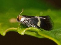 Ectoedemia occultella