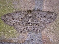 Ectropis crepuscularia 10, Gewone spikkelspanner, Saxifraga-Peter Meininger