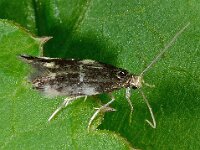 Mineermot 14.05 D1398  Mineermot  Diffelen op 14 mei 2013 : Naar Naturalis tzt