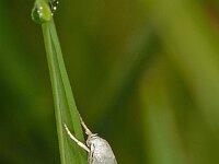 Elachista argentella