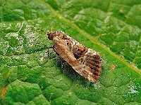 Elaphria venustula