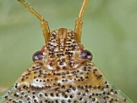 Elasmucha grisea