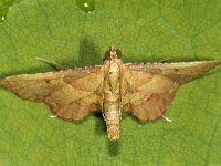 Endotricha flammealis 02 #44980 : Endotricha flammealis, Strooiselmot